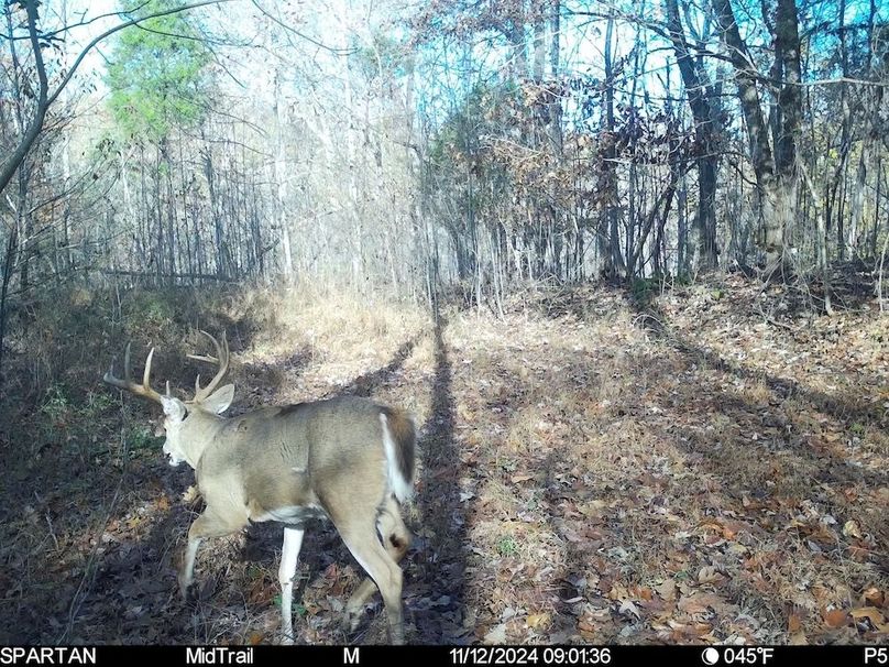 trail cam3
