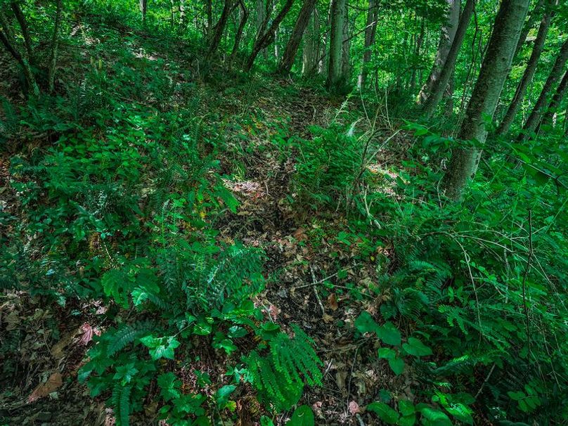 Doddridge, WV 64.69 AC Davis-31