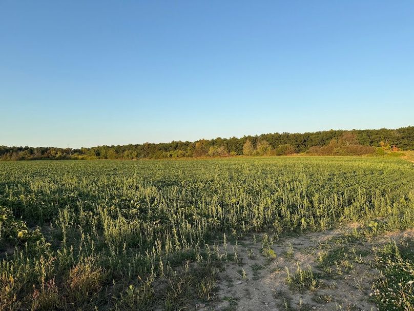 Copy of Wood Tract 3 Photo 13