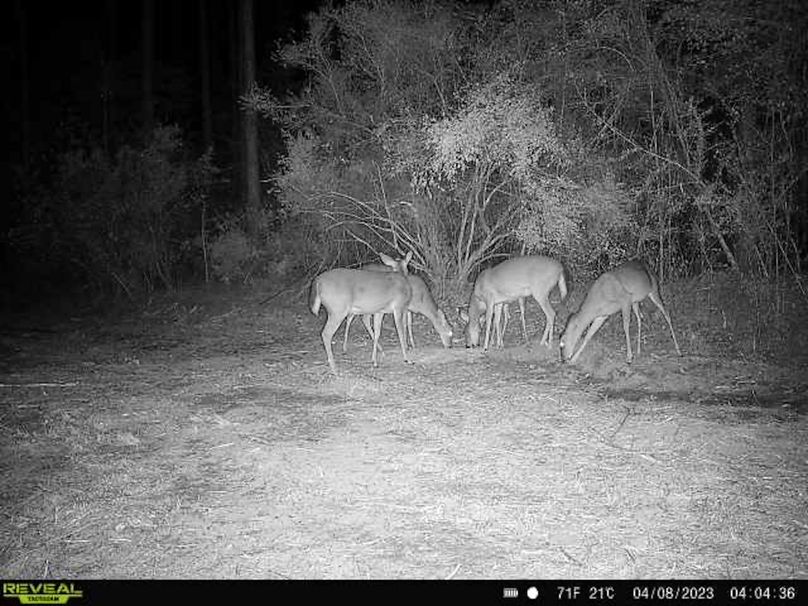 Trail Cam 5