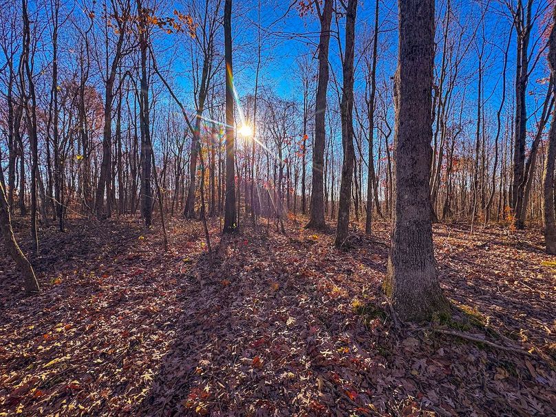 Pleasants_Wood 169.97 AC Cokeley-76