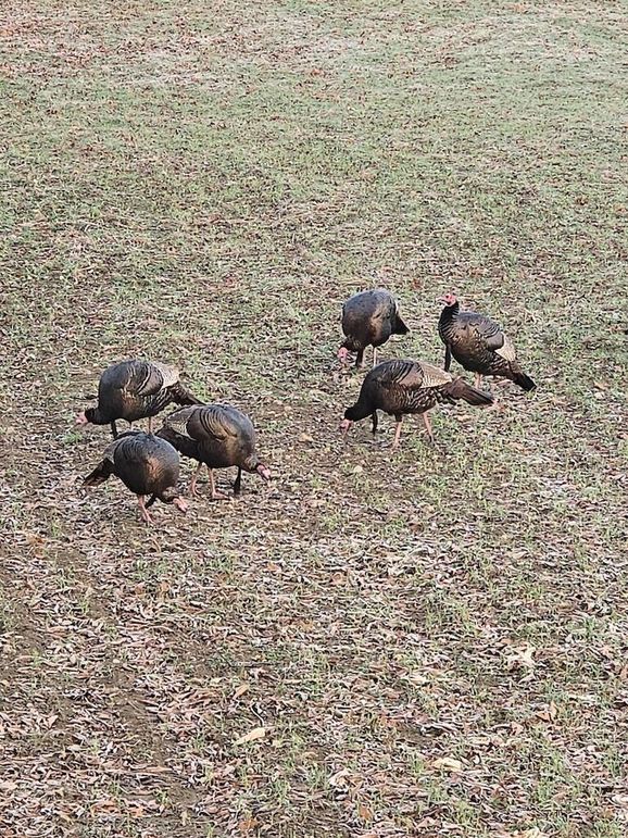 Morgan 111 Trail Cam 11