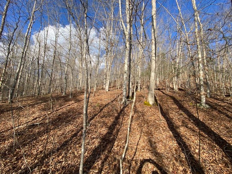 009 view of the forested area from near the road looking up onto the property