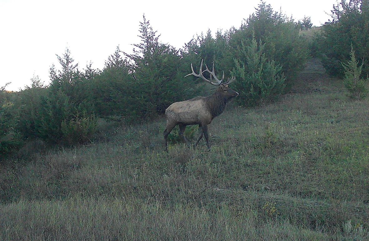 Lyman_320_Elk
