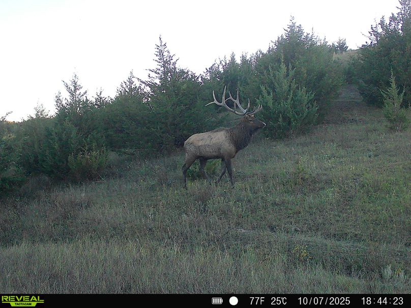 Lyman_320_Elk