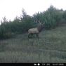 Lyman_320_Elk