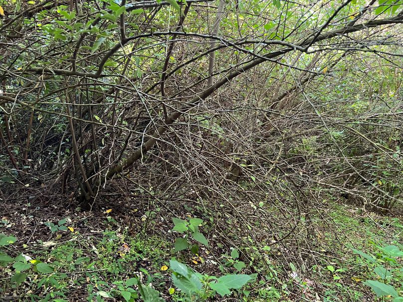 Wirt, WV 150.75 AC Tinnell-54