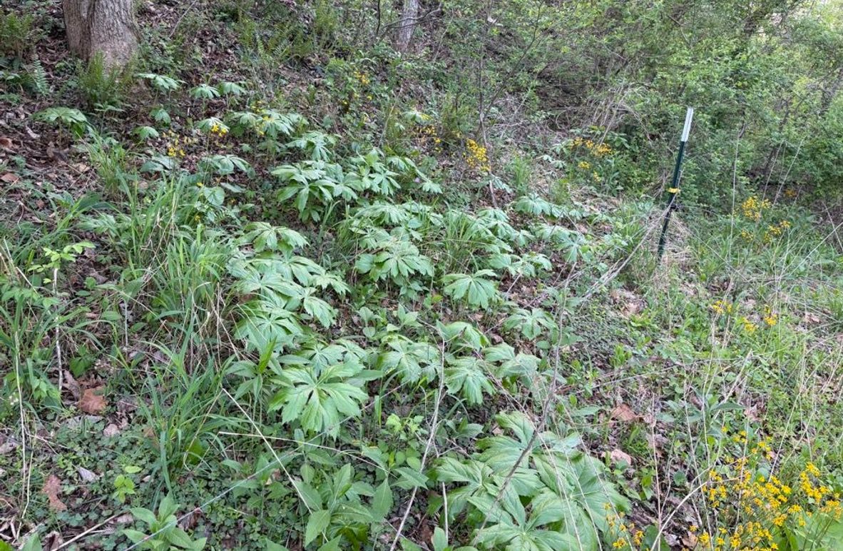 004 Abundant native mayapple covering the forest floor, showcasing fertile ground and a healthy ecosystem-2