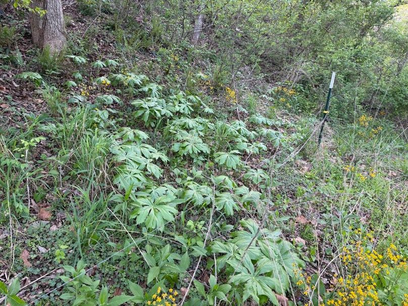 004 Abundant native mayapple covering the forest floor, showcasing fertile ground and a healthy ecosystem-2