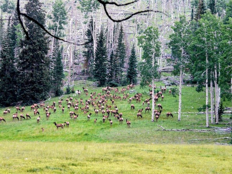 Elk Pasture65