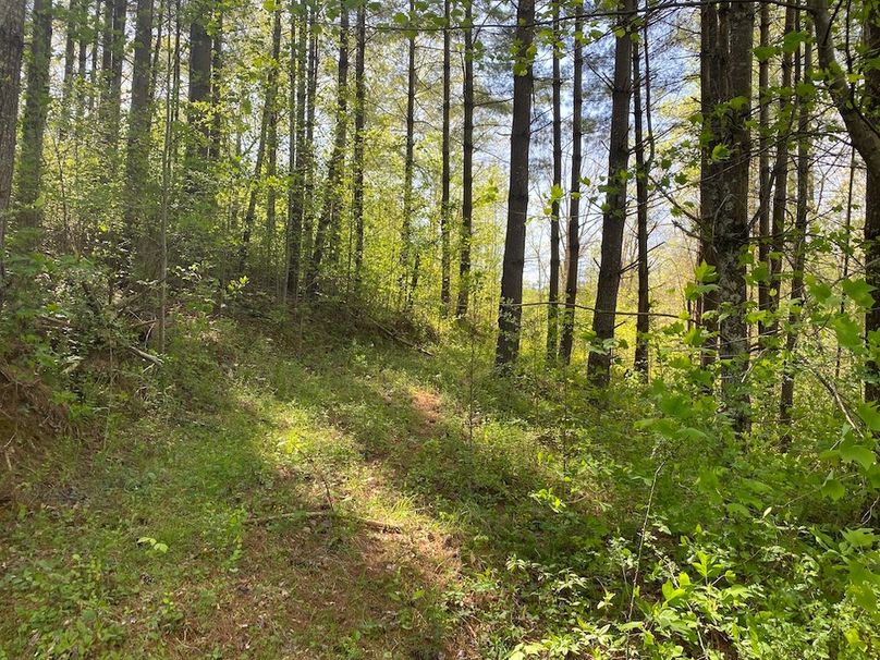 011 stand of large white pines just to the east of the home copy