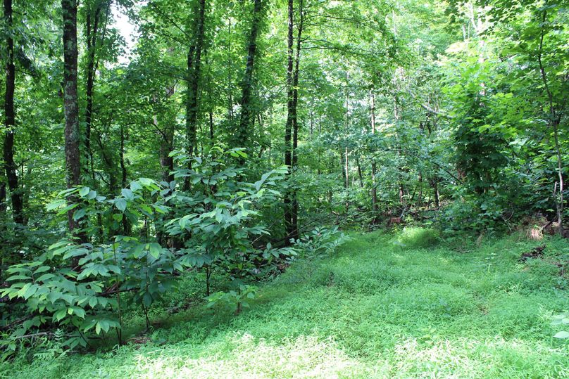 017 forested flat area in the northwest portion of the property near the ridge