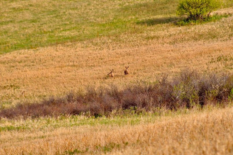 Mule_Deer(1)