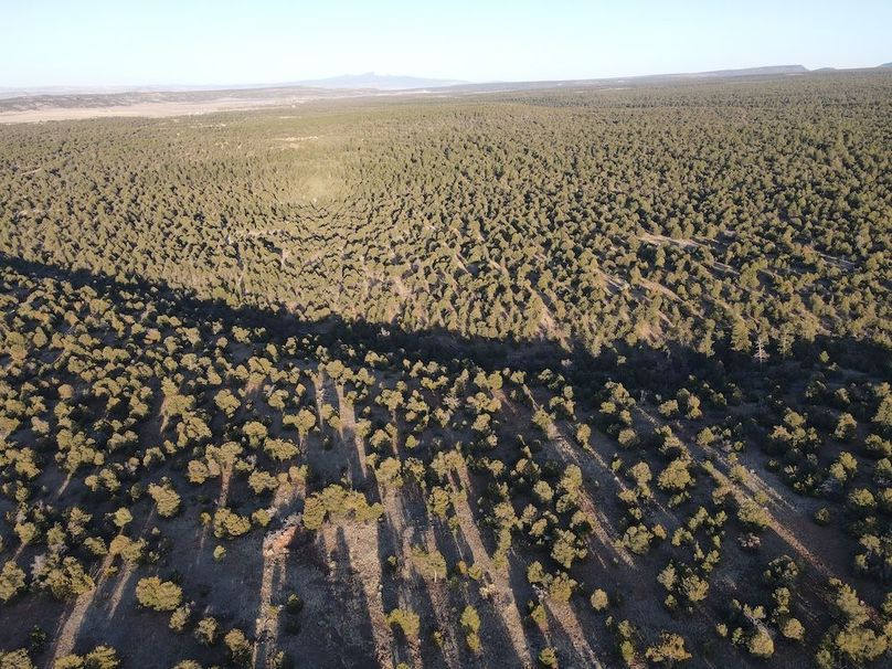 33_Pratt Forest 3 sunset