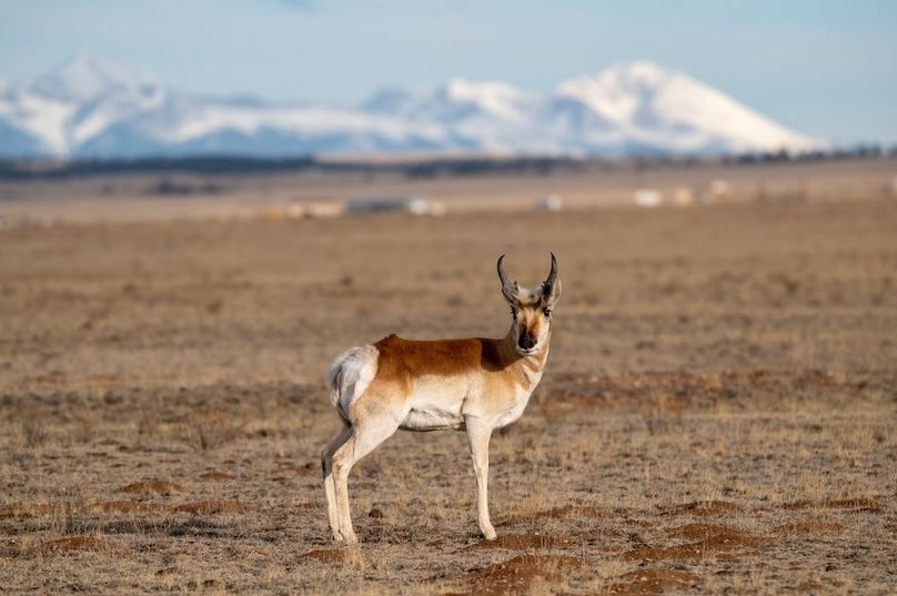 14 - Pronghorn Antelope