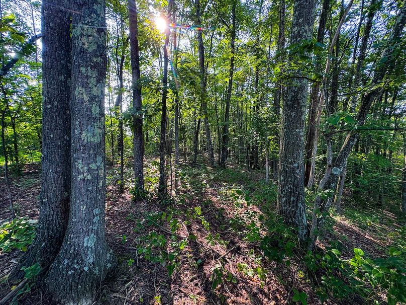 Lewis, WV 82.87 AC Barger-066