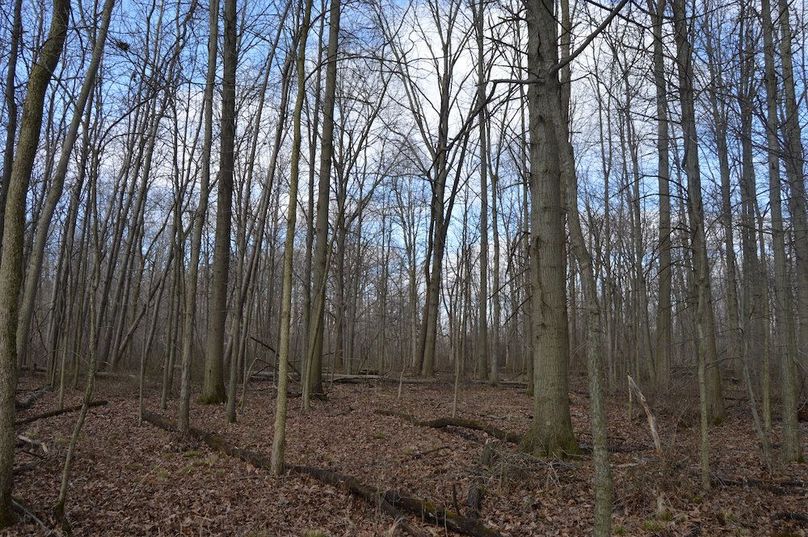 nice timber in SE corner