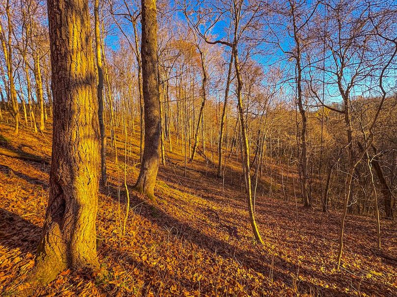 Pleasants_Wood 169.97 AC Cokeley-09