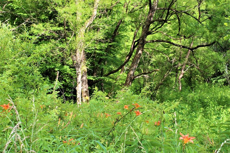 025 some beautiful tiger lilies poking through near the old homestead