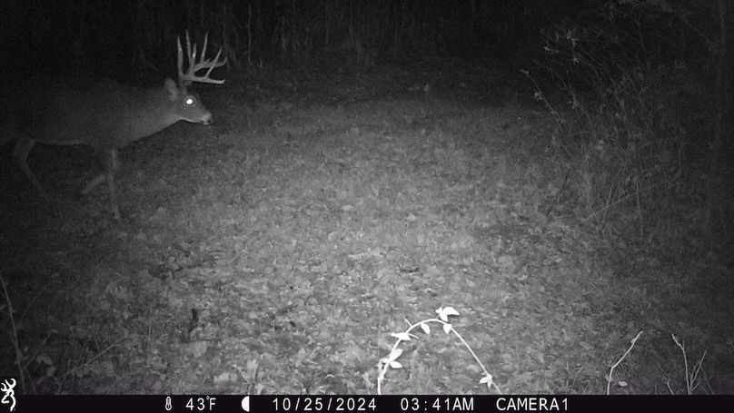 Sauk 174 Trailcam - 3