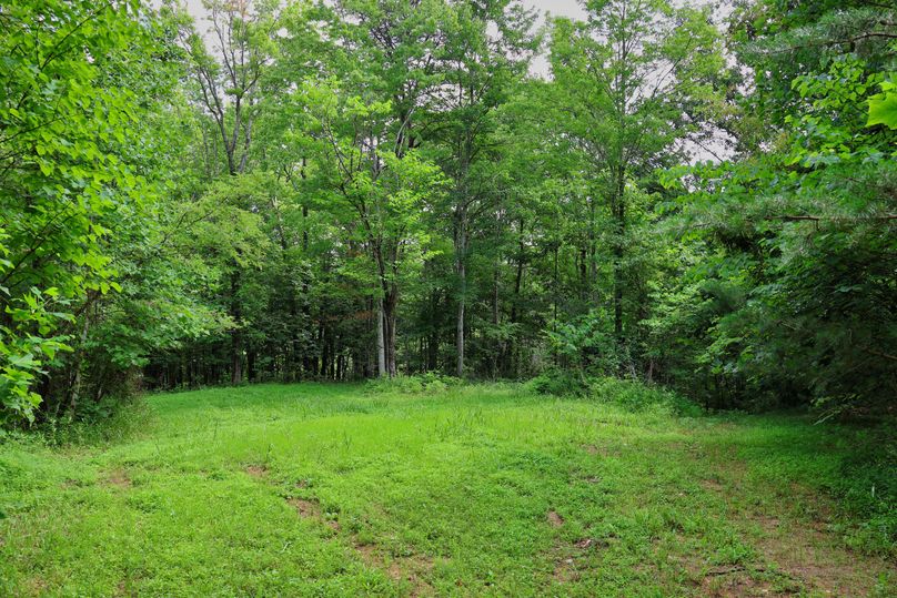 027 nice cleared area for food plot