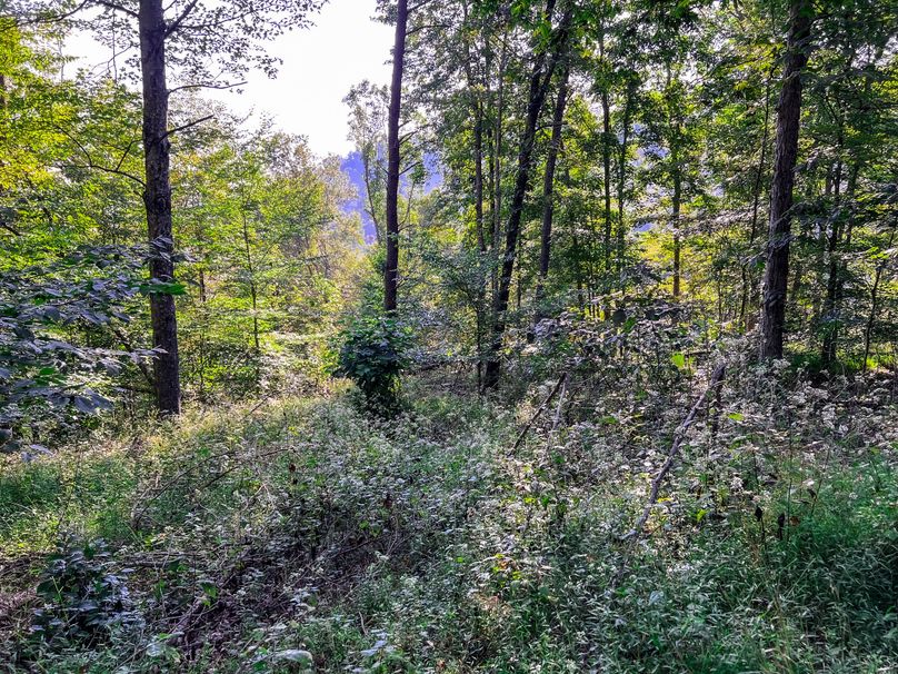 Calhoun, WV 101.8 AC Holly -21