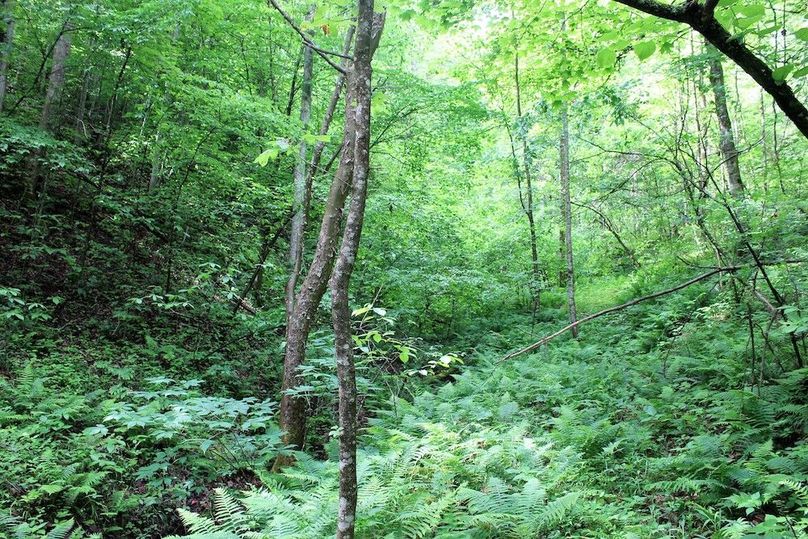 028 secondary valley with lush undergrowth