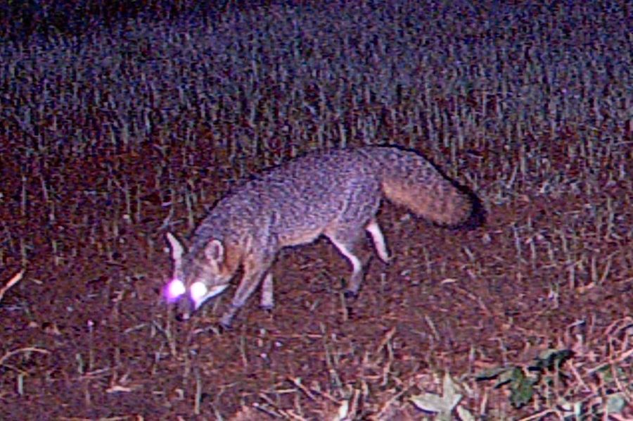 rCopy of Fox