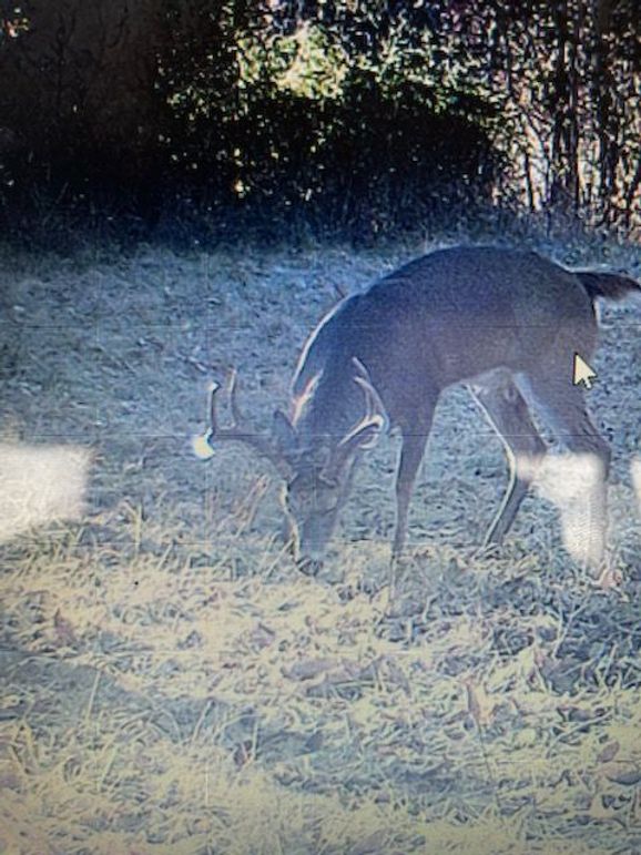 buck pic from property
