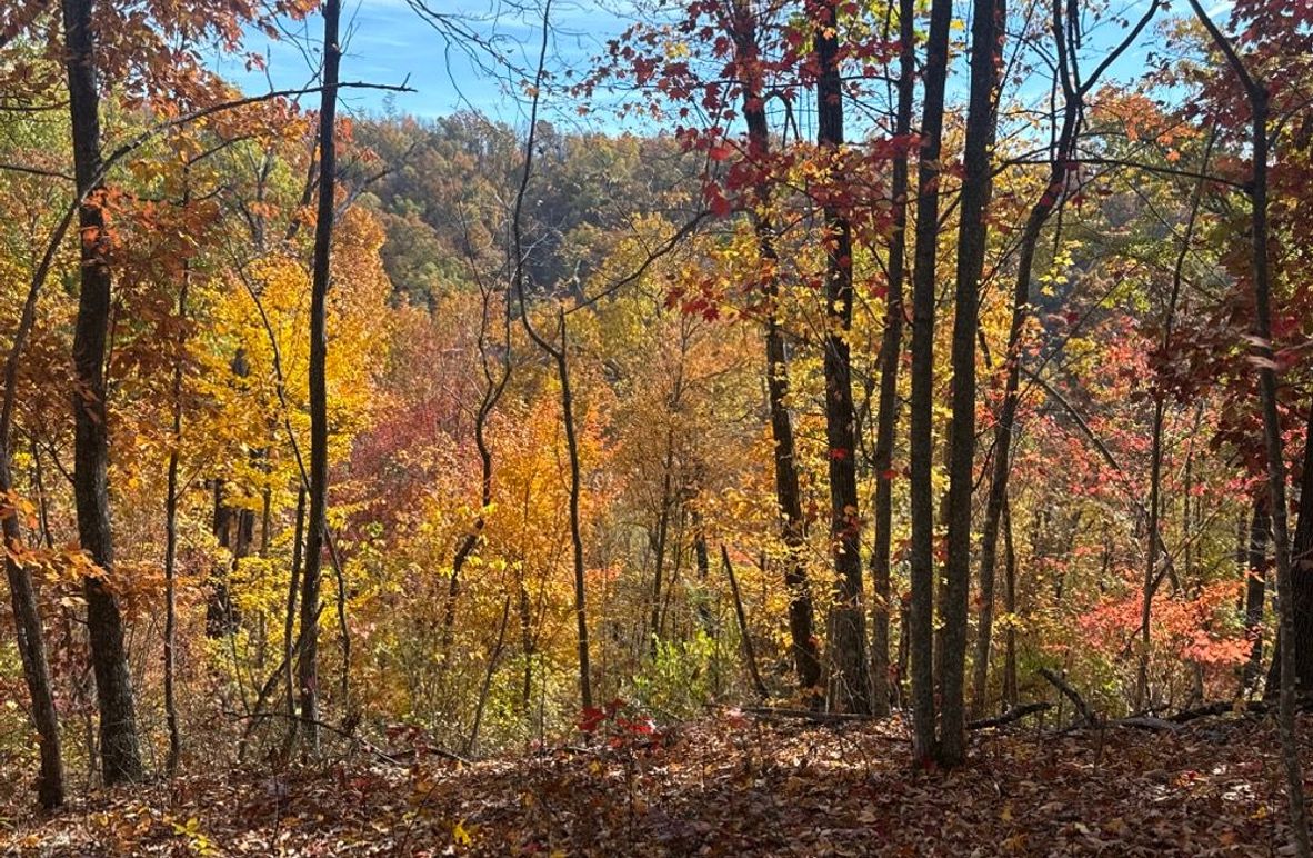 004 Classic Kentucky ridgetop with rich hardwood color and excellent visibility