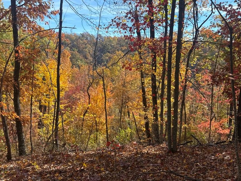 004 Classic Kentucky ridgetop with rich hardwood color and excellent visibility