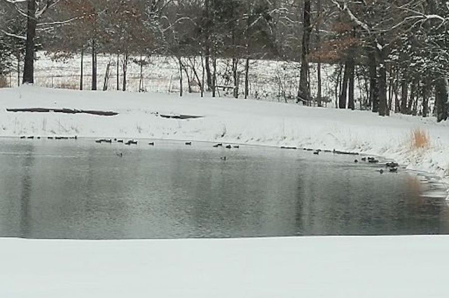 ducks