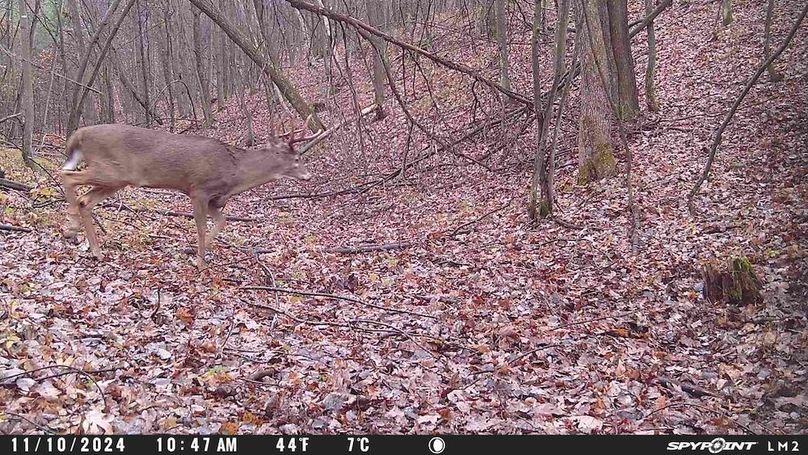 Trailcam2