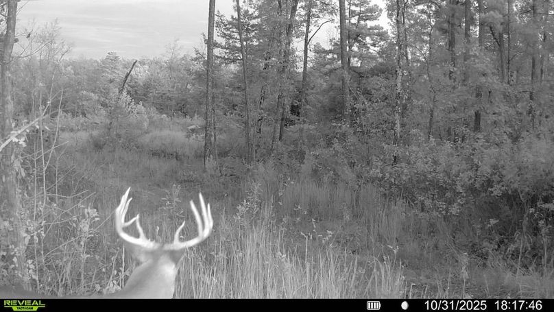 016687000500369-93-2-10312025181746-V-SYFW00423