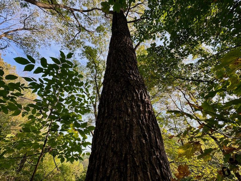 Richland 199Ground - 59