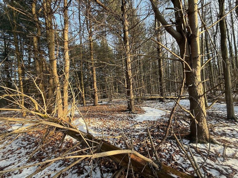 Seneca_43_Hohwald_Photos_32