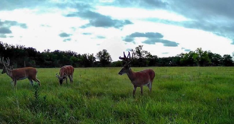 Copy of 016578004545254-100-2-07302025194948-SYFW00276