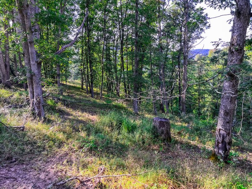 Calhoun, WV 101.8 AC Holly -17