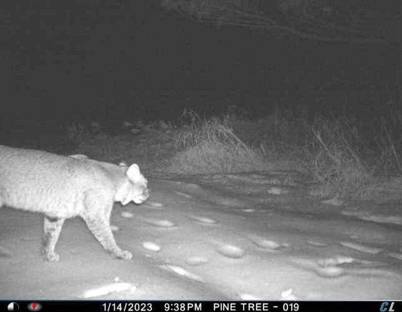January 2023 Bobcat