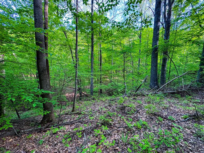 Wirt, WV 145.69 AC 273 Wildflower-10