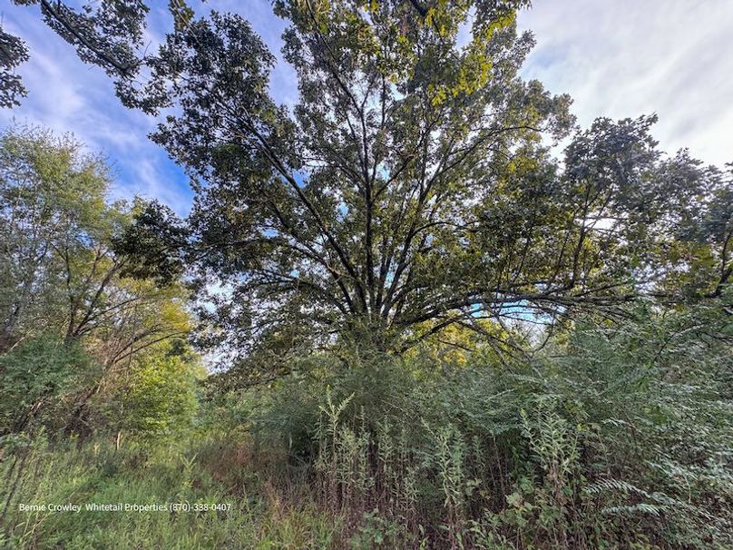 DeSoto 329 Prewett (Thompson) -35