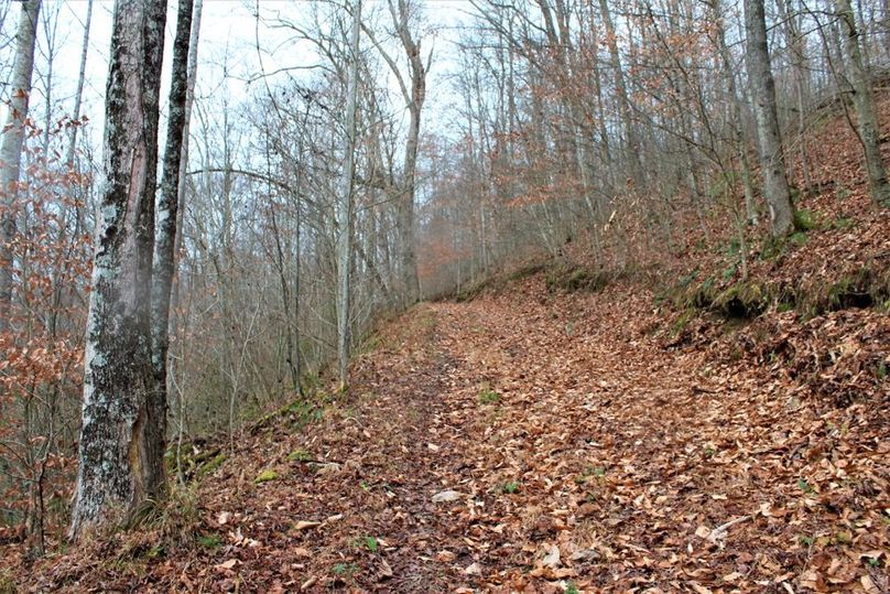 005 one of the many well groomed roads leading about the property