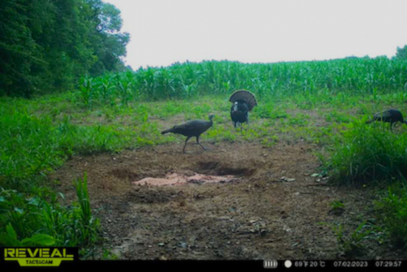 trail cam9