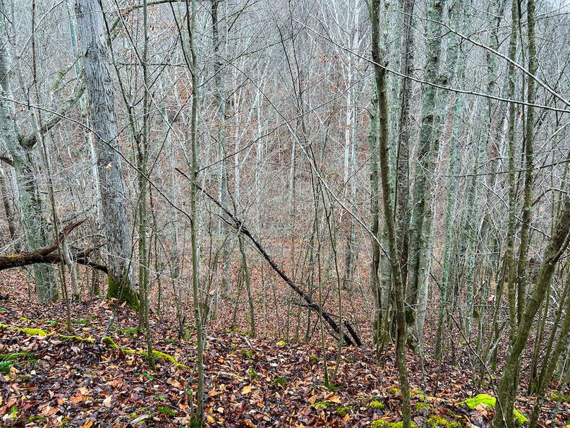 Calhoun, WV 225.69 AC Duffield-33