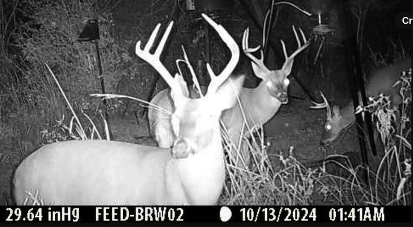 Big Bucks 4