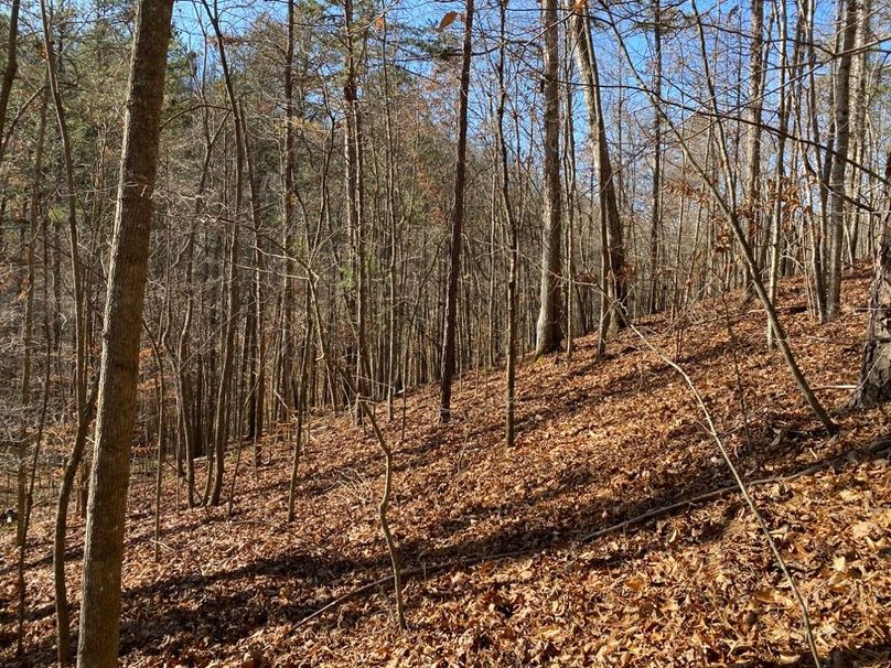 011 a forested south facing slope