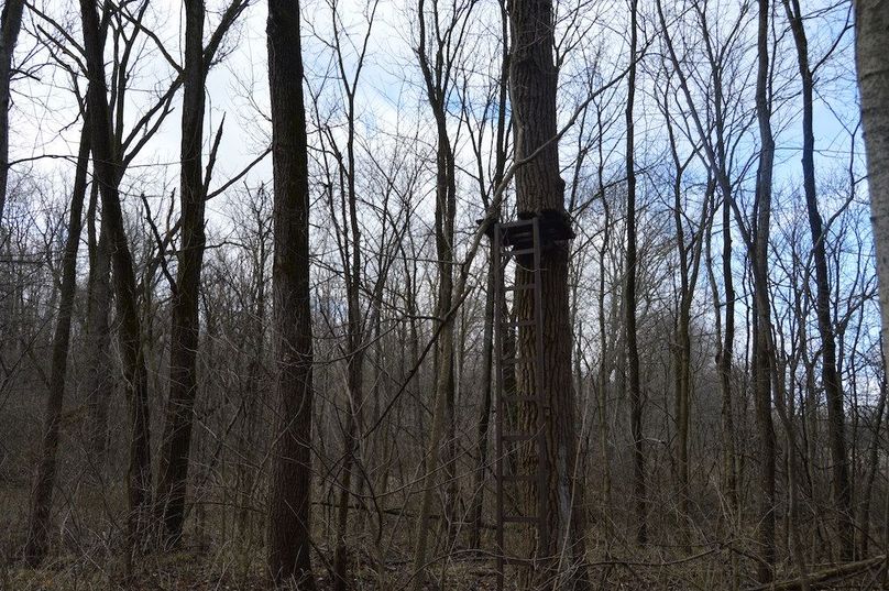 old tree stand