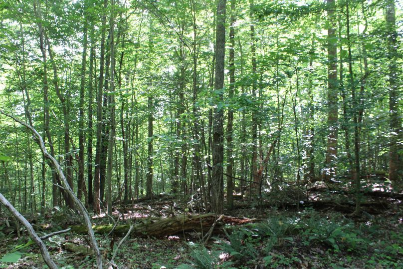 016 the now forested area that once was the old homestead