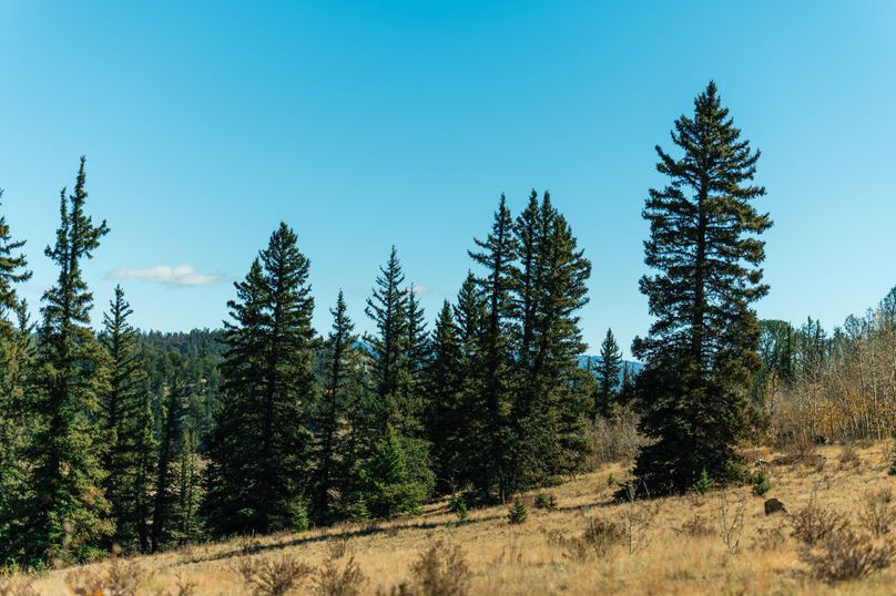 Park Co 35.37 Bowling - 024 Mature Firs and Pines