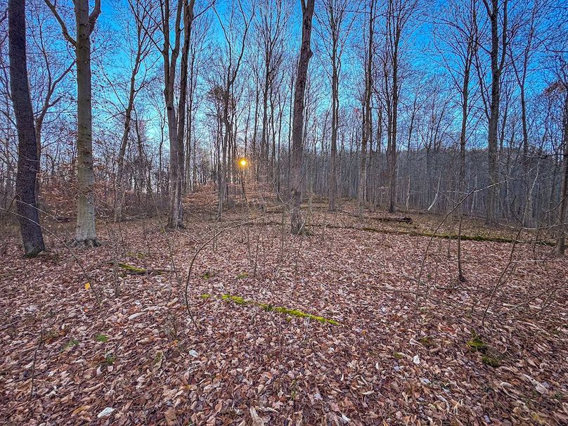 Pleasants_Wood 169.97 AC Cokeley-37